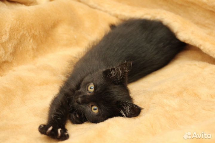 Котеночек девочка Кнопочка в добрые руки