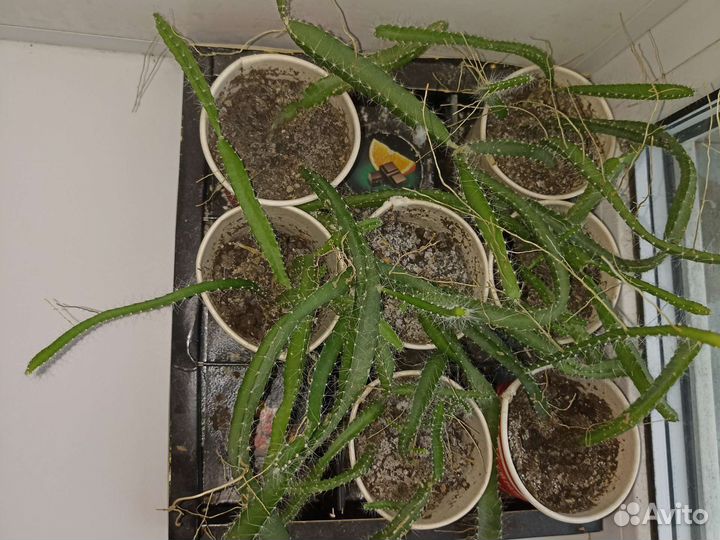 Питайя / Питахайя