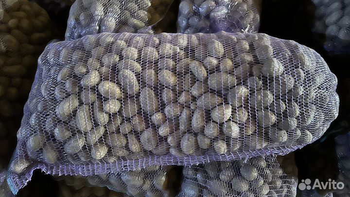 Семенной картофель