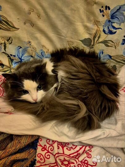 Кошка по имени Кузямочка (Кузя)