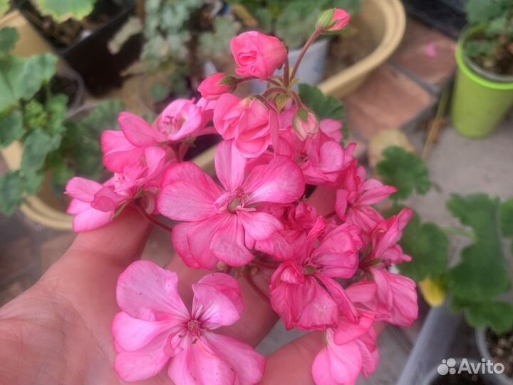 Пеларгония Стеллар дон чевинтон