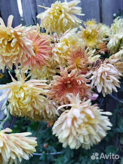 Садовые цветы