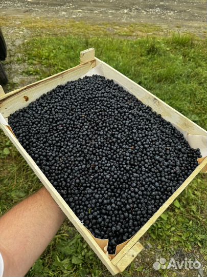 Черника Байкальская