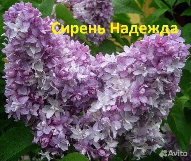 Сирень саженцы