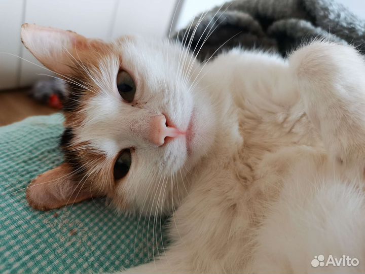 Кошечка в добрые руки