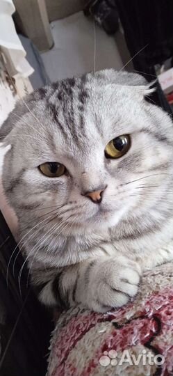 Шотландский кот вязка