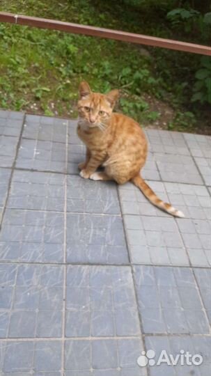 Рыжулька в хорошие ручки