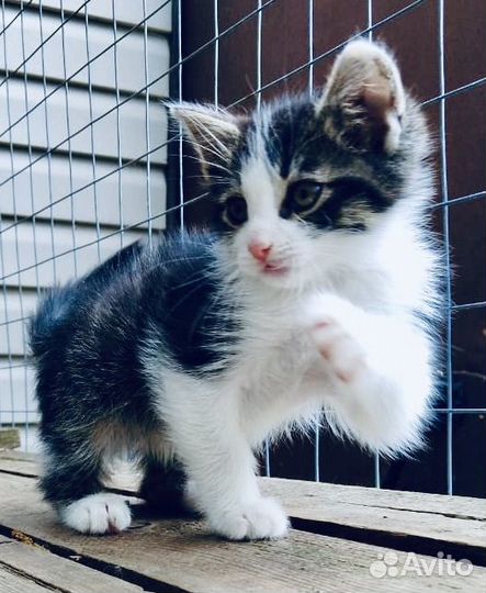 Пушистый малыш