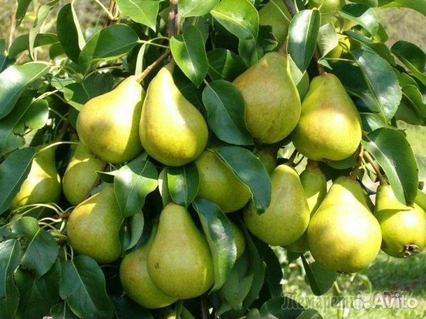 Саженцы плодовых и декоративных растений