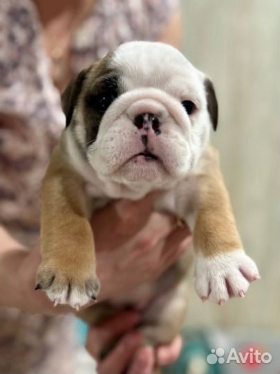 Английский бульдог