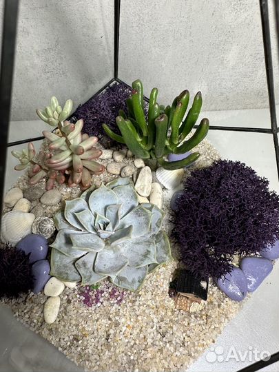 Флорариум 