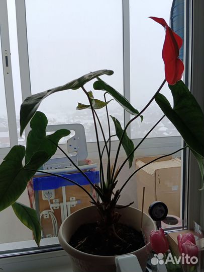 Комнатные цветы отростки Антуриум