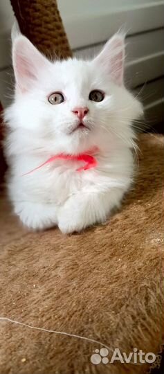 Котята мейн-кун белые