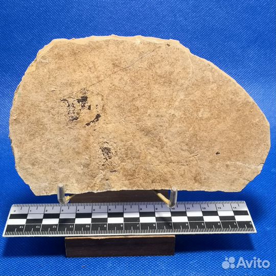 Отпечатки рыбы акантоды, 350 млн лет