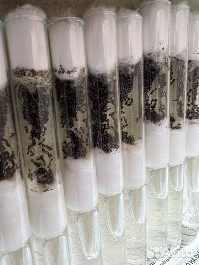 Муравьи жнецы для фермы Messor structor