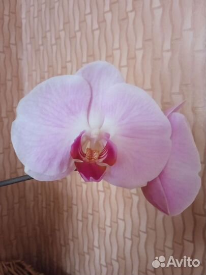 Орхидея фаленопсис OX Honey или Сорренто