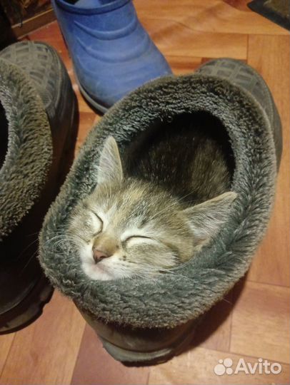 Котята в добрые руки даром