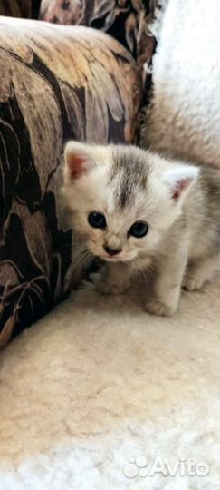 Британская серебристая шиншилла