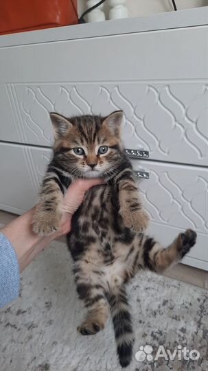 Котик мраморный мальчик