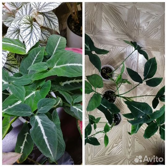 Сингониумы