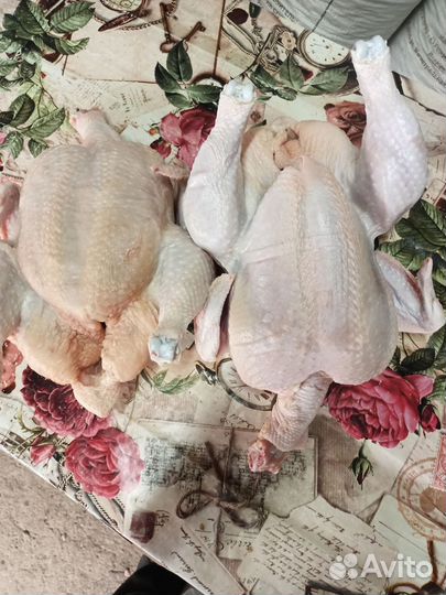 Домашние куры бройлеры на мясо