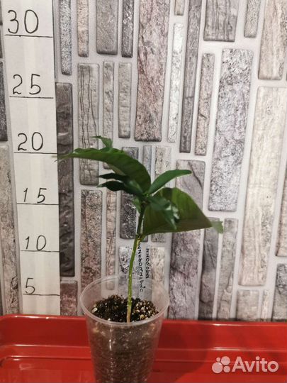 Микроцитрусы