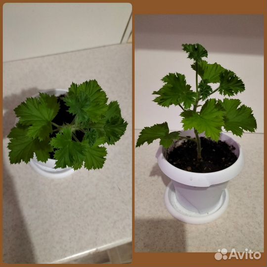 Пеларгония герань королевская, укоренённые черенки