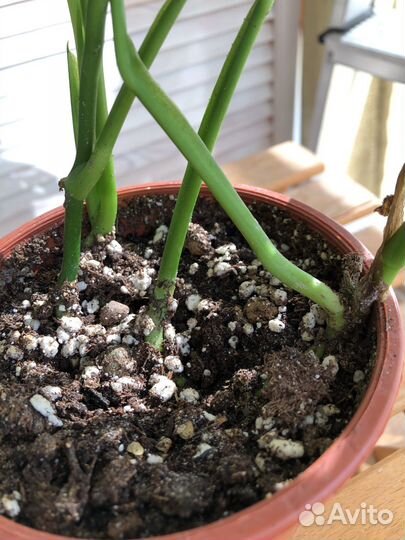 Монстерра Обликва Манки Маск