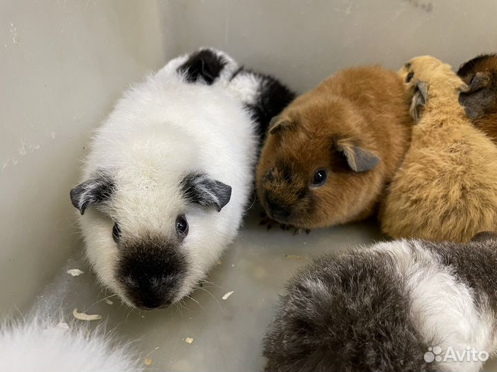 Морские свинки гладкие розетки тедди