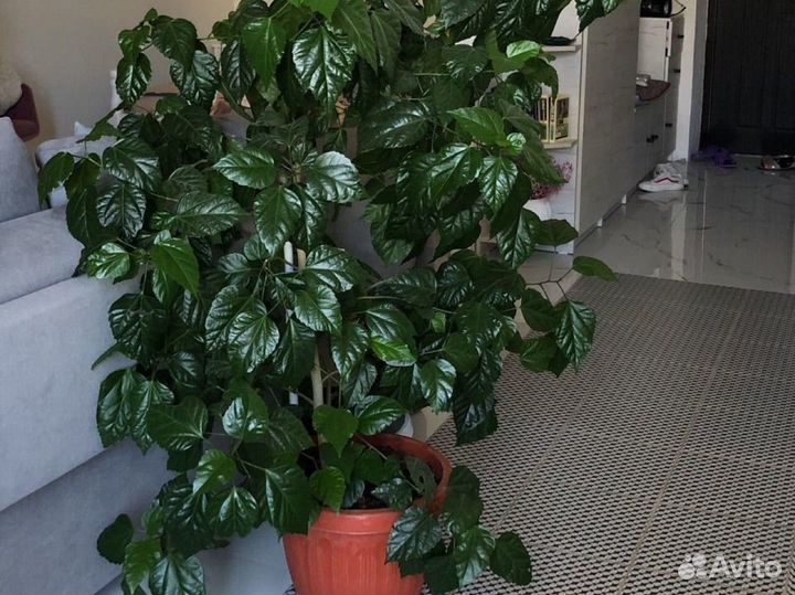 Комнатные цветы