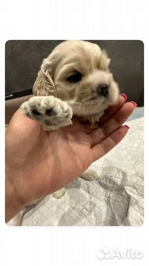 Кокер спаниель