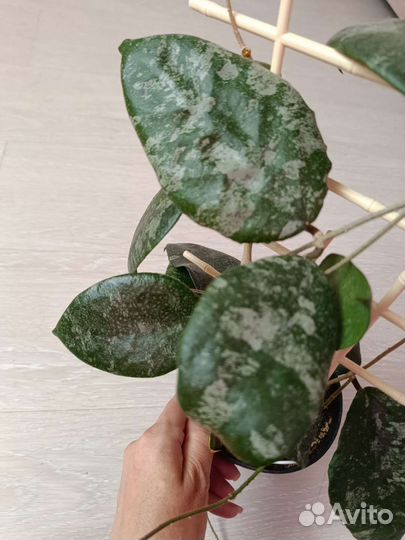 Хойи срезом