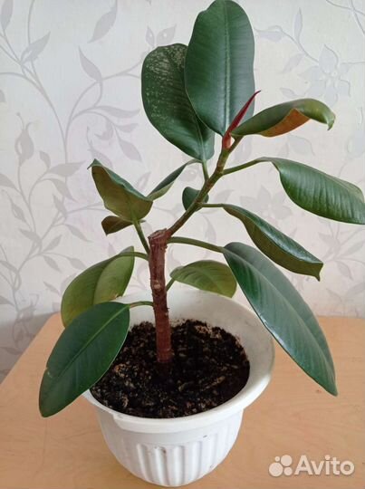 Фикус каучуконосный