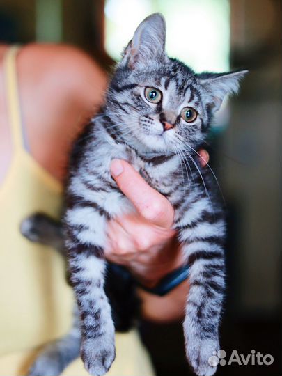 Красавица котёнок серебристая полосатая девочка