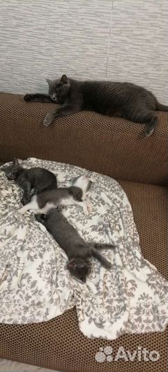 Кошка в дар