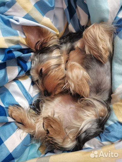 Йоркширский терьер вязка мальчик