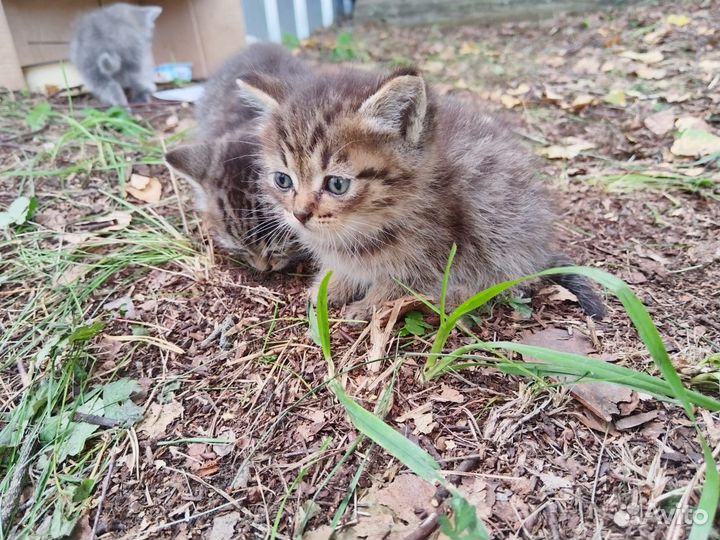 Котята ищут дом