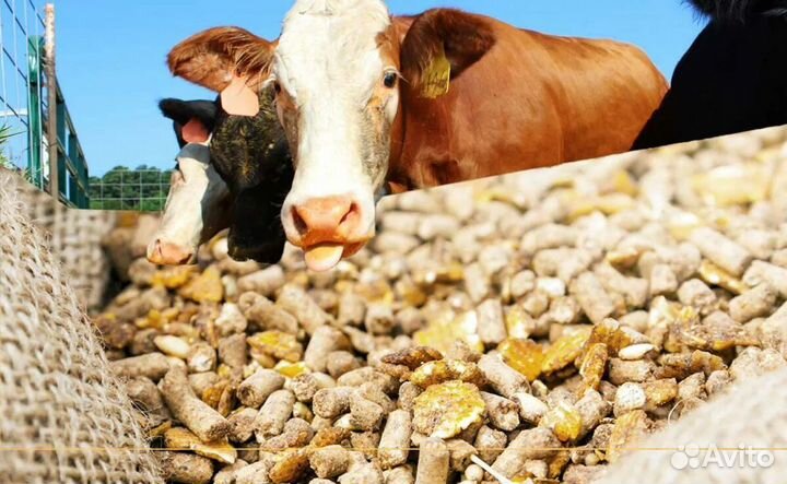 Комбикорма с полезными злаками для животных и птиц