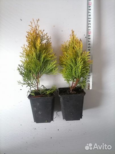 Туя смарагд,даника,сосна горная пумилио,ель