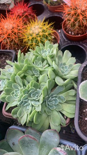 Теплица с суккулентами