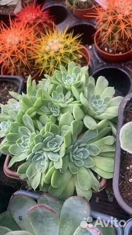 Теплица с суккулентами