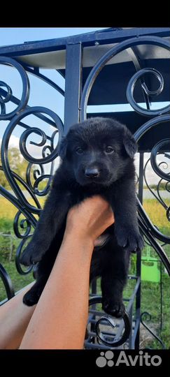 Восточноевропейская овчарка