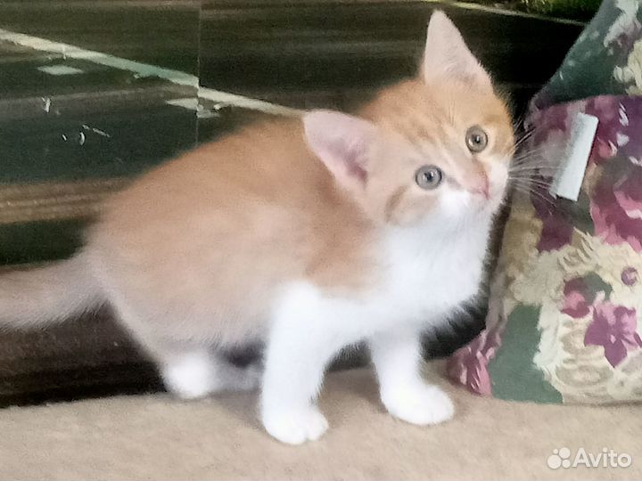 Котята в добрые руки бесплатно