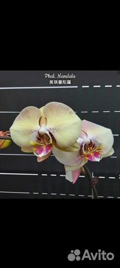 Фаленопсис Мандала