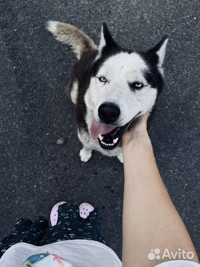 Догситтер, Выгул собак