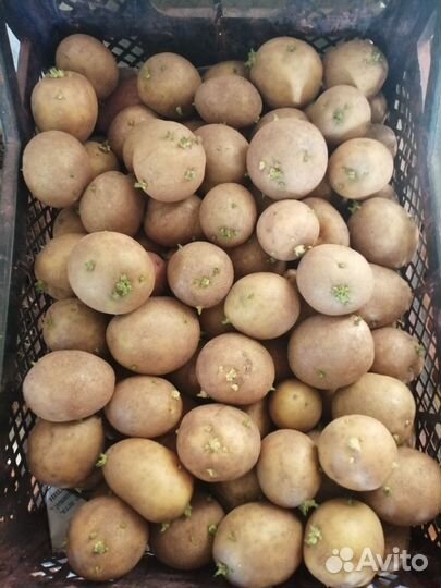Продам картофель домашний, на посадку