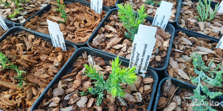 Можжевельник Вилтони Виргинский Блюкарпет Олдголд