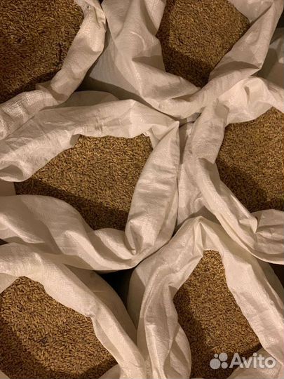 Зерно пшеница,ячмень кукуруза, сено