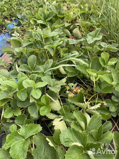 Рассада клубники