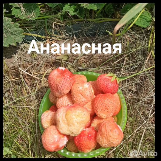 Земляника, клубника